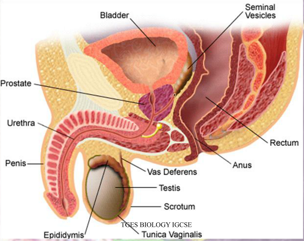 porn videosa learning concepts adults